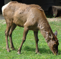 elk